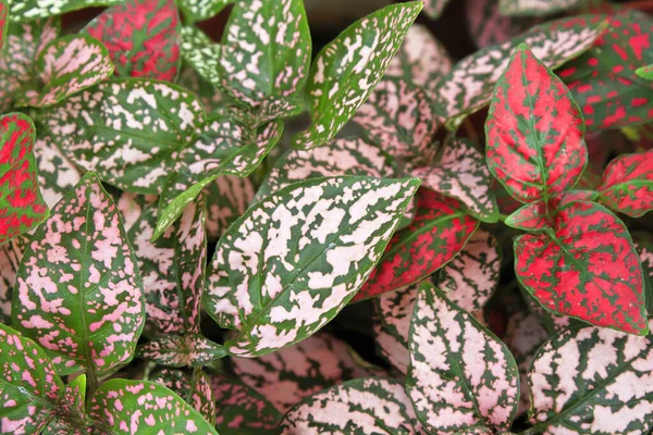 Hojas de varios colores en plantas de lunares — Foto de Stock