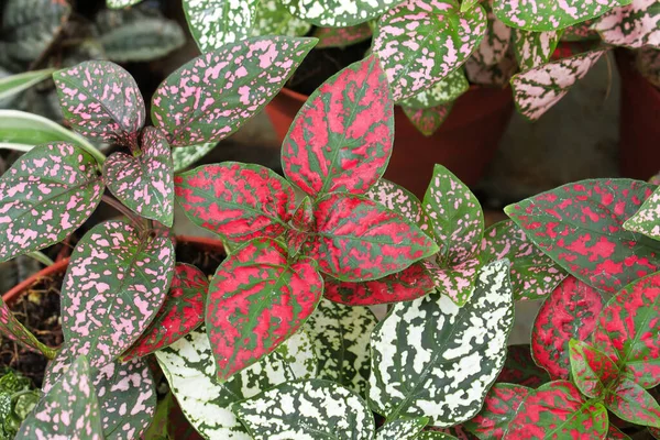 Various colored leaves in polka dot plants