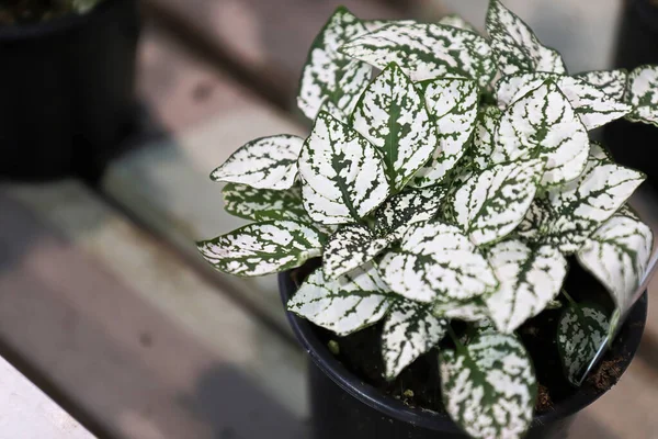 White leaves on a potted polka dot plant