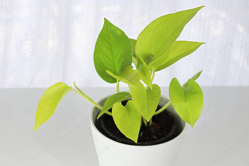 A neon pothos plant in a white pot on a white table