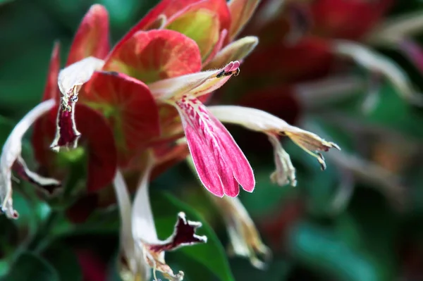 Flores murchas se estendem de folhas vermelhas na planta de camarão — Fotografia de Stock