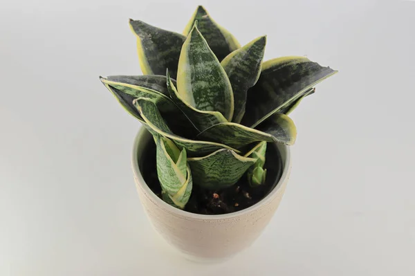 Side view of snake plants on a white background