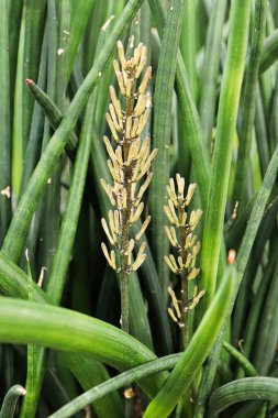 Silindirik yılan bitkisinin çiçek sivri uçlu görüntüsü.