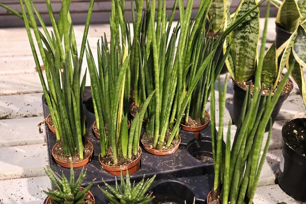 A tray full of cylindrica snake plants — Stock Fotó