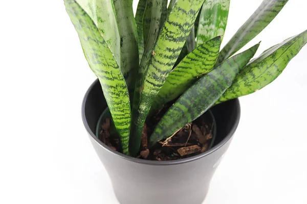 Closeup of the Mother In Law Snake Plant on a white table — Stock Photo, Image