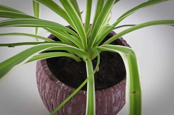 Primer plano de una planta de araña en una maceta roja — Foto de Stock