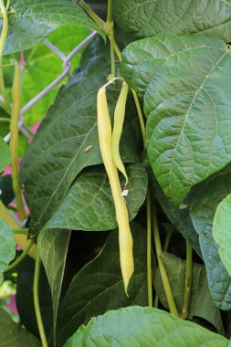 Bahçe sarmaşıklarından sarkan sarı fasulye