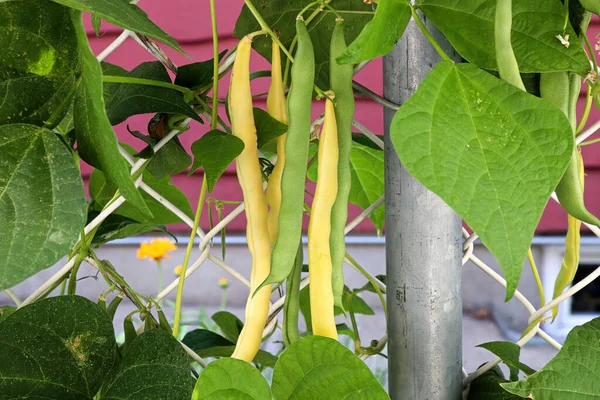 Žluté voskové fazole visící na zahradní révě — Stock fotografie