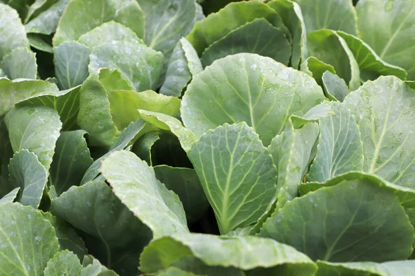 Baharda taze lahana filizlenen yaprakların yakın çekimi