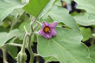 Yaygın patlıcan çiçeklerinin yakın çekimi.