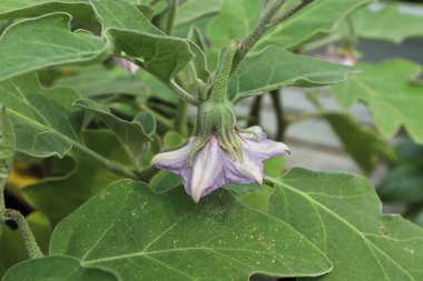 Mor patlıcan çiçeğinin yan görünüşü