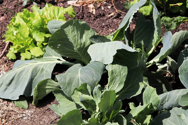 Primer plano de hojas de col marchitándose en el jardín —  Fotos de Stock