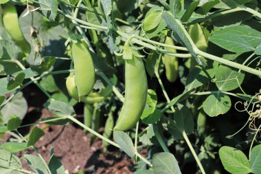 Sarmaşıklarda yetişen yeşil bezelye kabuklarının yakınlaşması