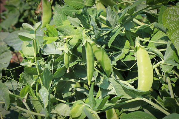 Крупный план зеленого гороха, растущего на виноградниках