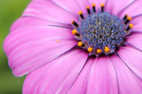 Macro del centro di una Margherita africana rosa — Foto Stock