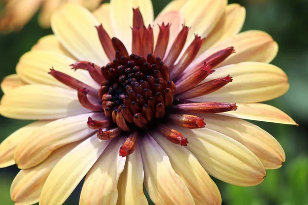 Macro of peach colored African Daisies with red centers — Stock Photo, Image