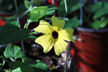 Sarı bir Siyah Gözlü Susan Vine çiçeğine yakın çekim