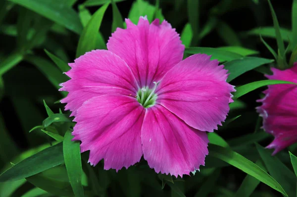 Finom szirmok egy rózsaszín Dianthus virágon. — Stock Fotó