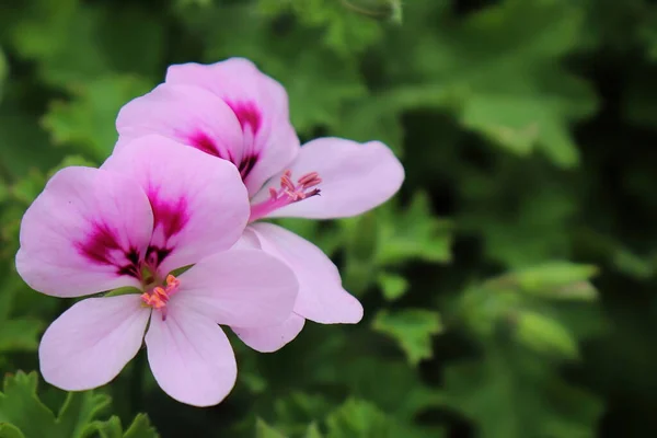 Makro fotografie růžové Cymbopogon květy kvetoucí — Stock fotografie