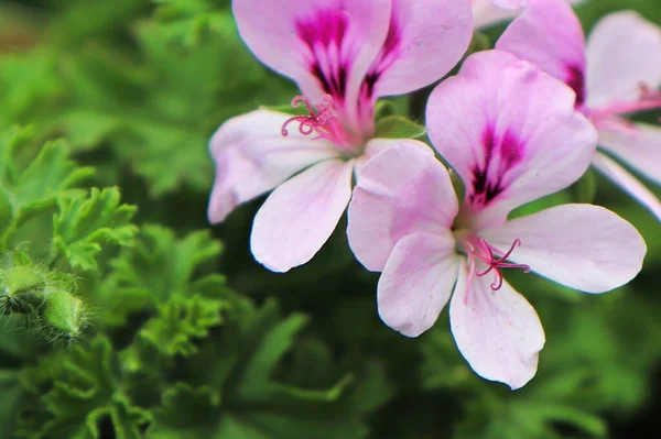 Makro foto av rosa Cymbopogon blommor blommar — Stockfoto