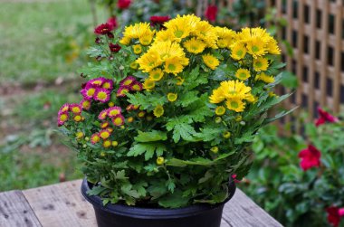 Canlı krizantem papatya Blomming