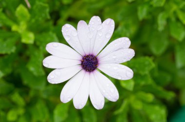 Beyaz Osteospermum Afrika Daisy
