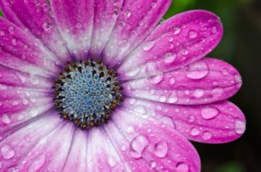 Pembe mor Osteospermum Afrika Daisy