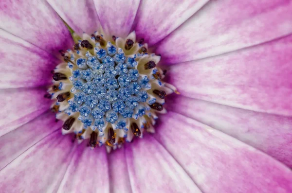 Pink Purple Osteospermum African Daisy — Stock Photo, Image