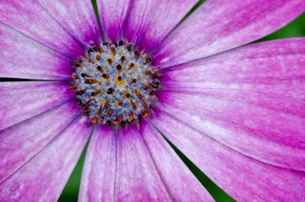 Pink Purple Osteospermum African Daisy — Stock Photo, Image