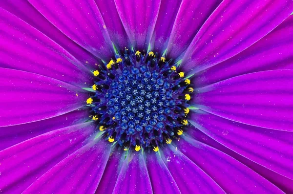 Deep Purple Osteospermum African Daisy — Stockfoto
