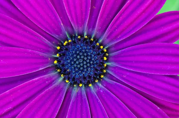 Deep Purple Osteospermum African Daisy — Stock Photo, Image