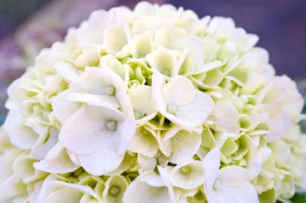 Hortensja białe kwitnące — Zdjęcie stockowe