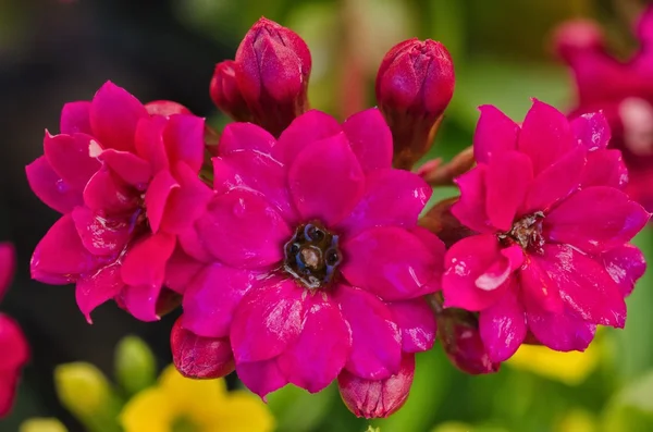 Lila Kalanchoe zamatos — Stock Fotó