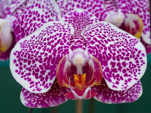 Close-up Phalaenopsis Orchid — Stock Photo, Image