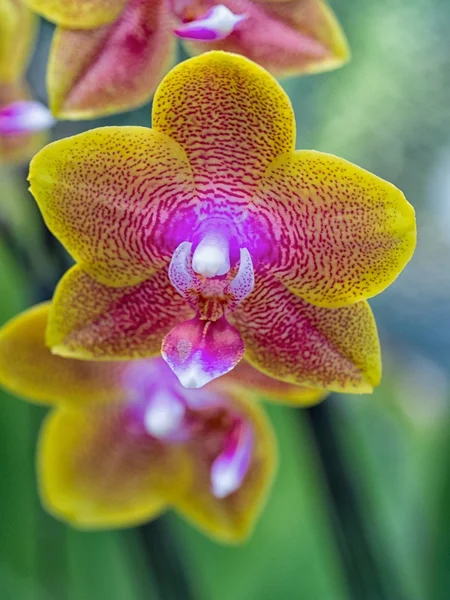 Close-up Phalaenopsis Orchid — Stock Photo, Image