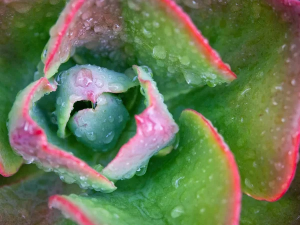 Waterdrops on a green succulent — Stock Photo, Image
