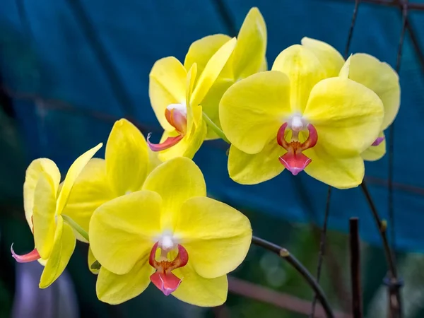 Yakın çekim Phalaenopsis orkide Telifsiz Stok Fotoğraflar