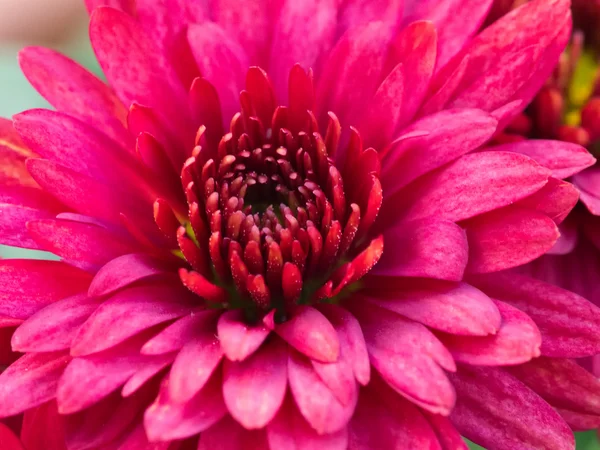 Röd Chrysanthemum Daisy närbild skott — Stockfoto