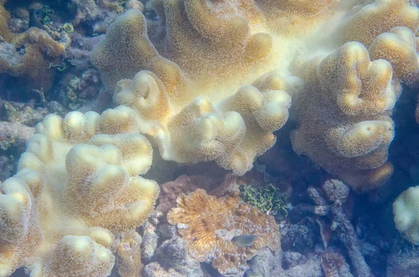 水下水生生物珊瑚 — 图库照片
