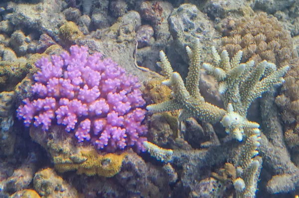 Underwater Aquatic Living Coral — Stock Photo, Image