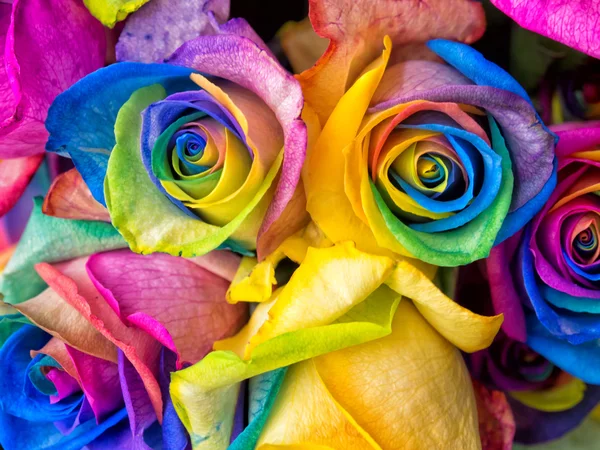 Rainbow roses close-up — Stock Photo, Image