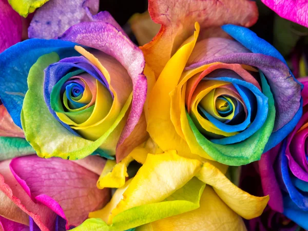 Rainbow roses close-up — Stock Photo, Image