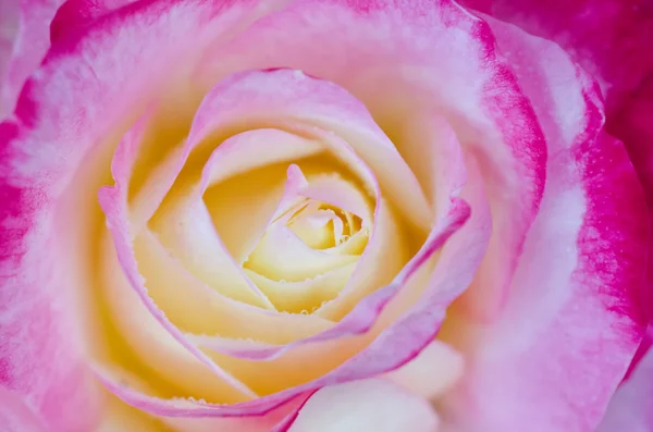 Rose närbild skott — Stockfoto