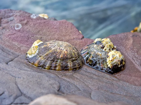 Coquilles sur le rocher — Photo