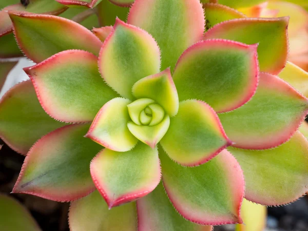 Succulent Close-up / Macro — Stock Photo, Image