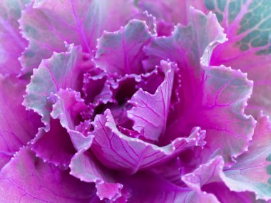 Etli yakın çekim / makro