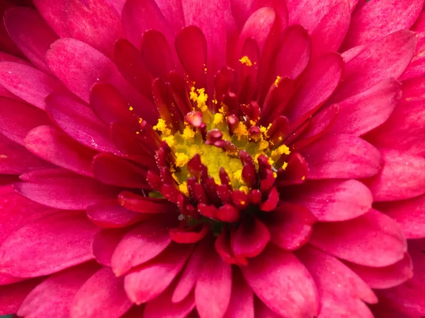 Röd Chrysanthemum Daisy närbild skott — Stockfoto