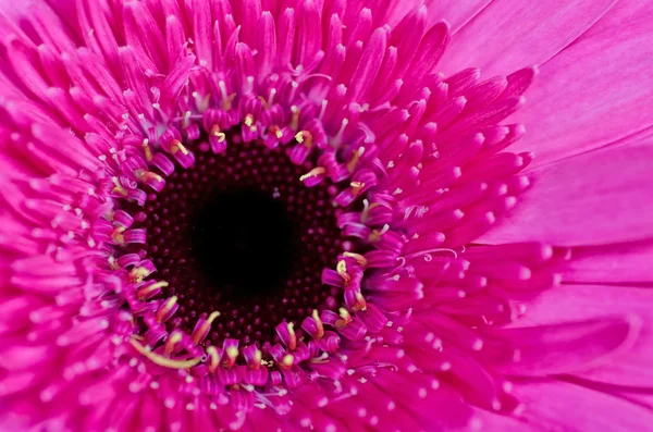 Violet Gerbera blomma närbild makro — Stockfoto