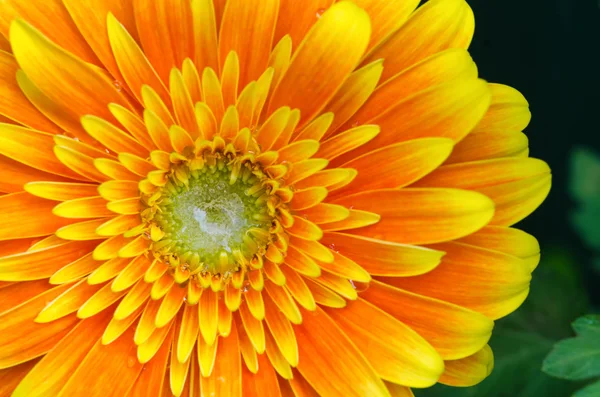 Orange gul Gerbera blomma närbild makro — Stockfoto