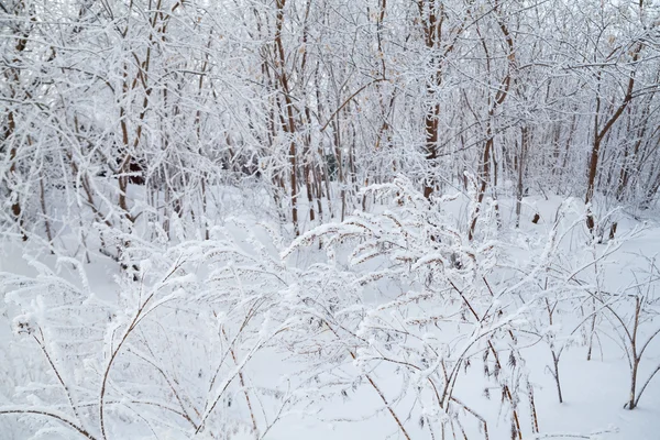 雪の覆われた枝 — ストック写真